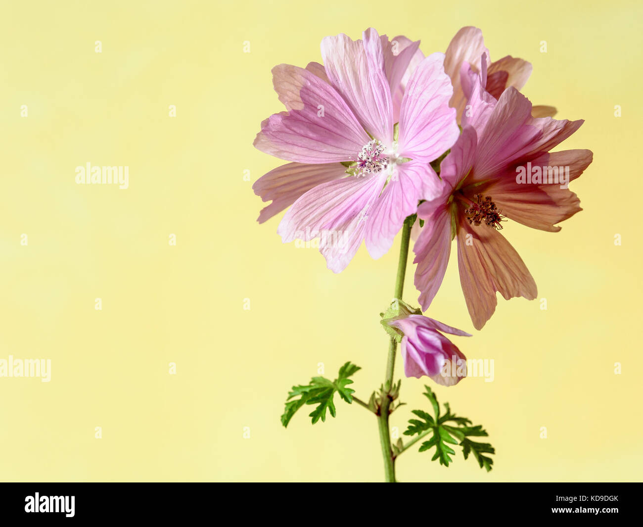 Pink mallow flowers with five petals on a green stalk with two leaves under a soft daylight against a yellow background. Stock Photo