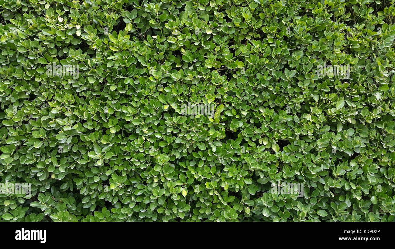 Green leaves wall hedge as background of fresh boxwood Buxus Sempervirens Rotundifolia Stock Photo