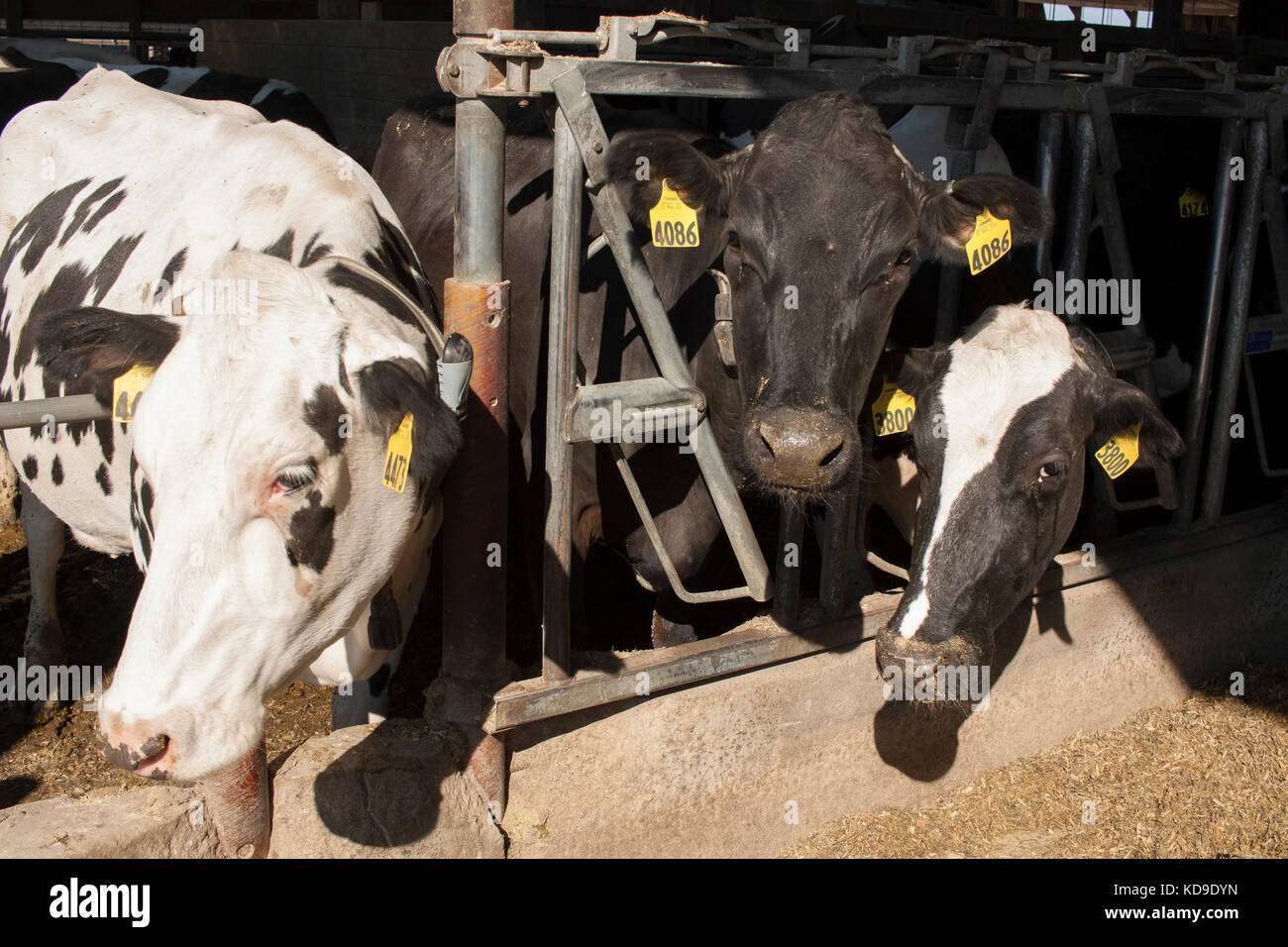 Holstein Friesian Cow Barn Stock Photos Holstein Friesian Cow