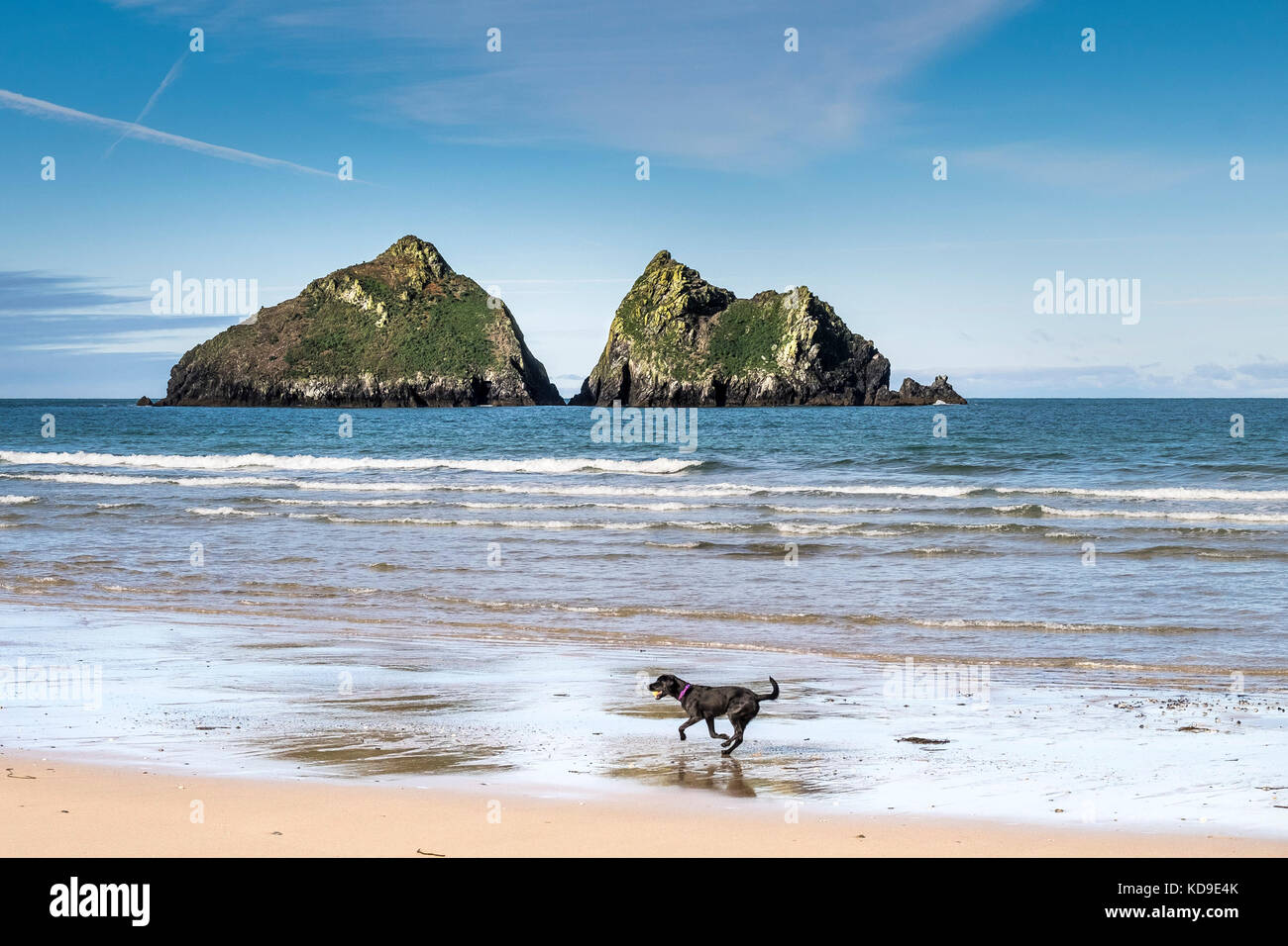 A dog running on the beach at Holywell Bay - a dog running along the shoreline at Holywell Bay Cornwall with the iconic Gull Rocks in the background. Stock Photo