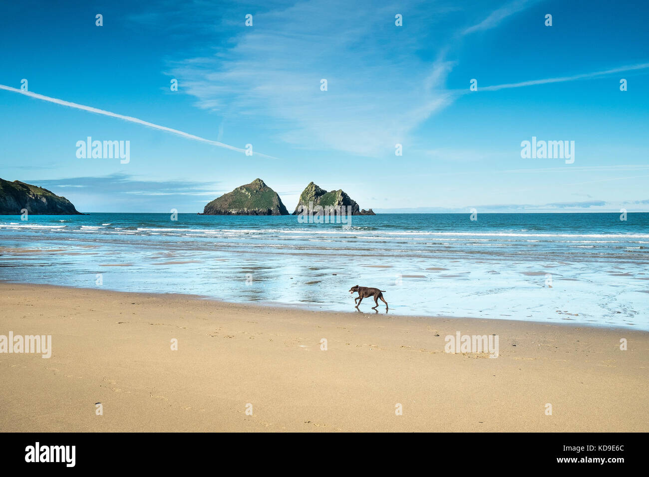 A dog running along the beach at Holywell Bay Cornwall - Gull Rocks. Holywell Bay one of the iconic Poldark film locations in Cornwall. Stock Photo