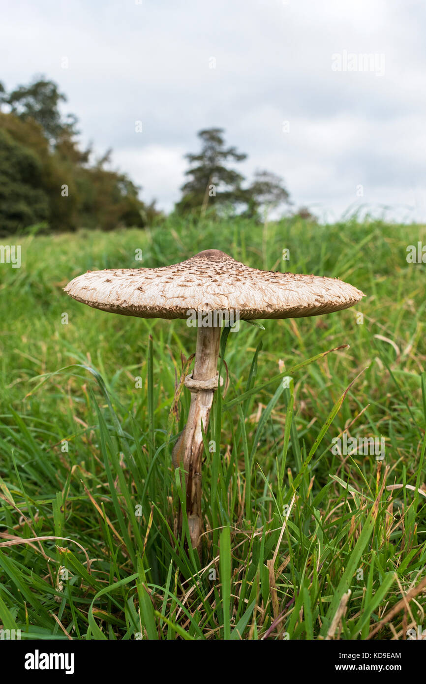 an edible parasol mushroom Stock Photo