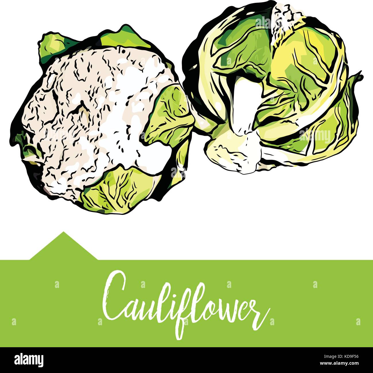 Vector illustration of cauliflower pictured in hand drawn graphi Stock