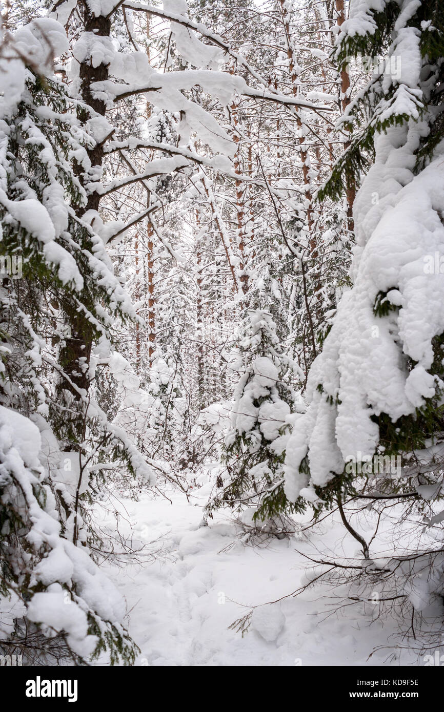 Fabulous dense impassable snowy winter forest on cloudy day Stock Photo ...