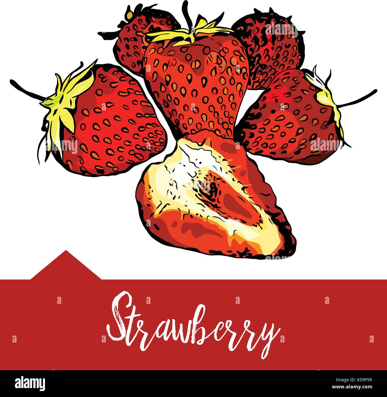 Vector illustration of a strawberry  Stock Vector