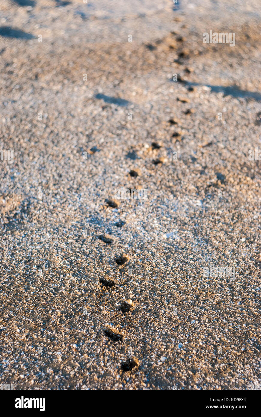 Small animal footprints hires stock photography and images Alamy