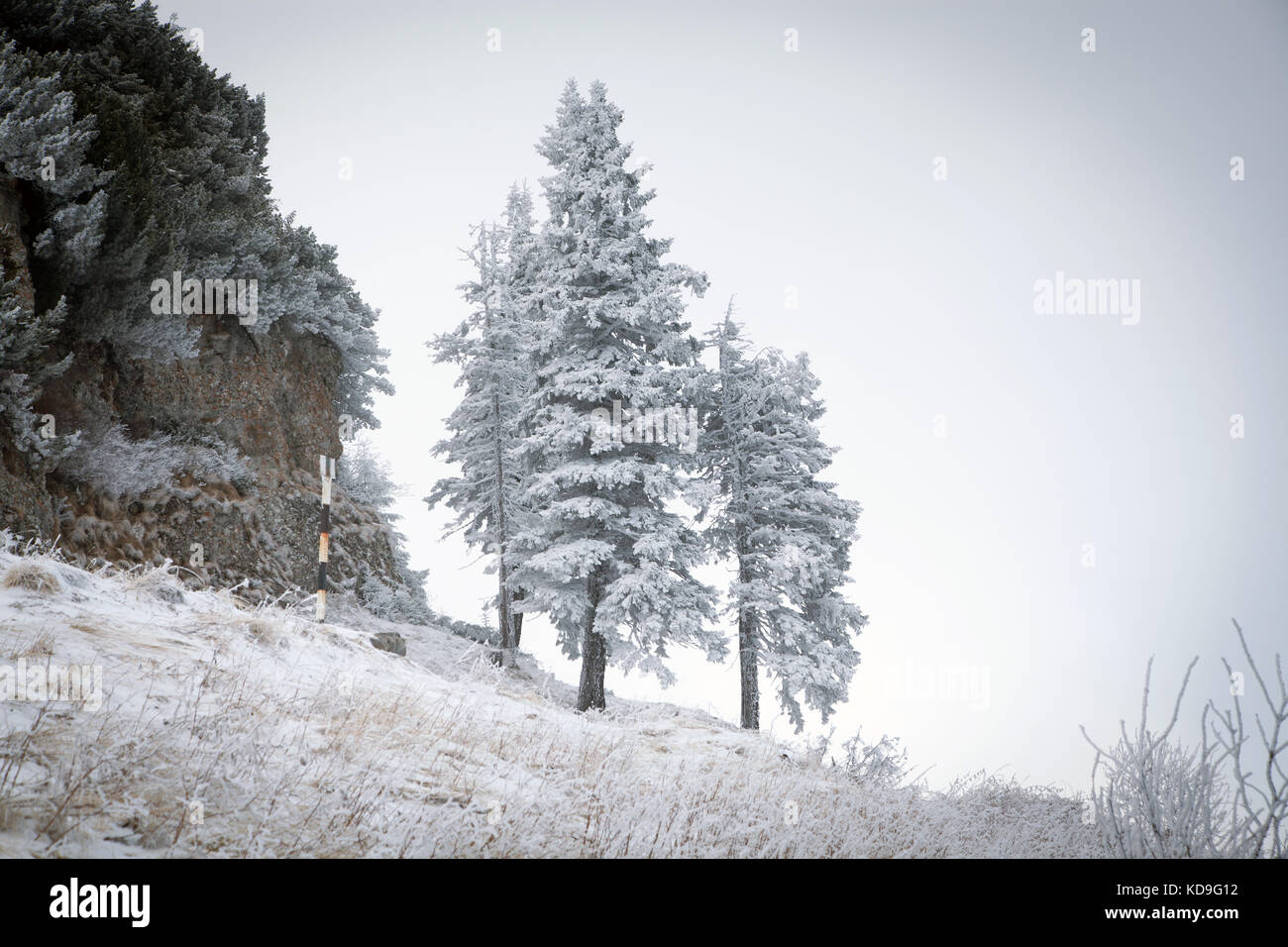 winter landscape with snowy fir trees in the mountains Stock Photo - Alamy