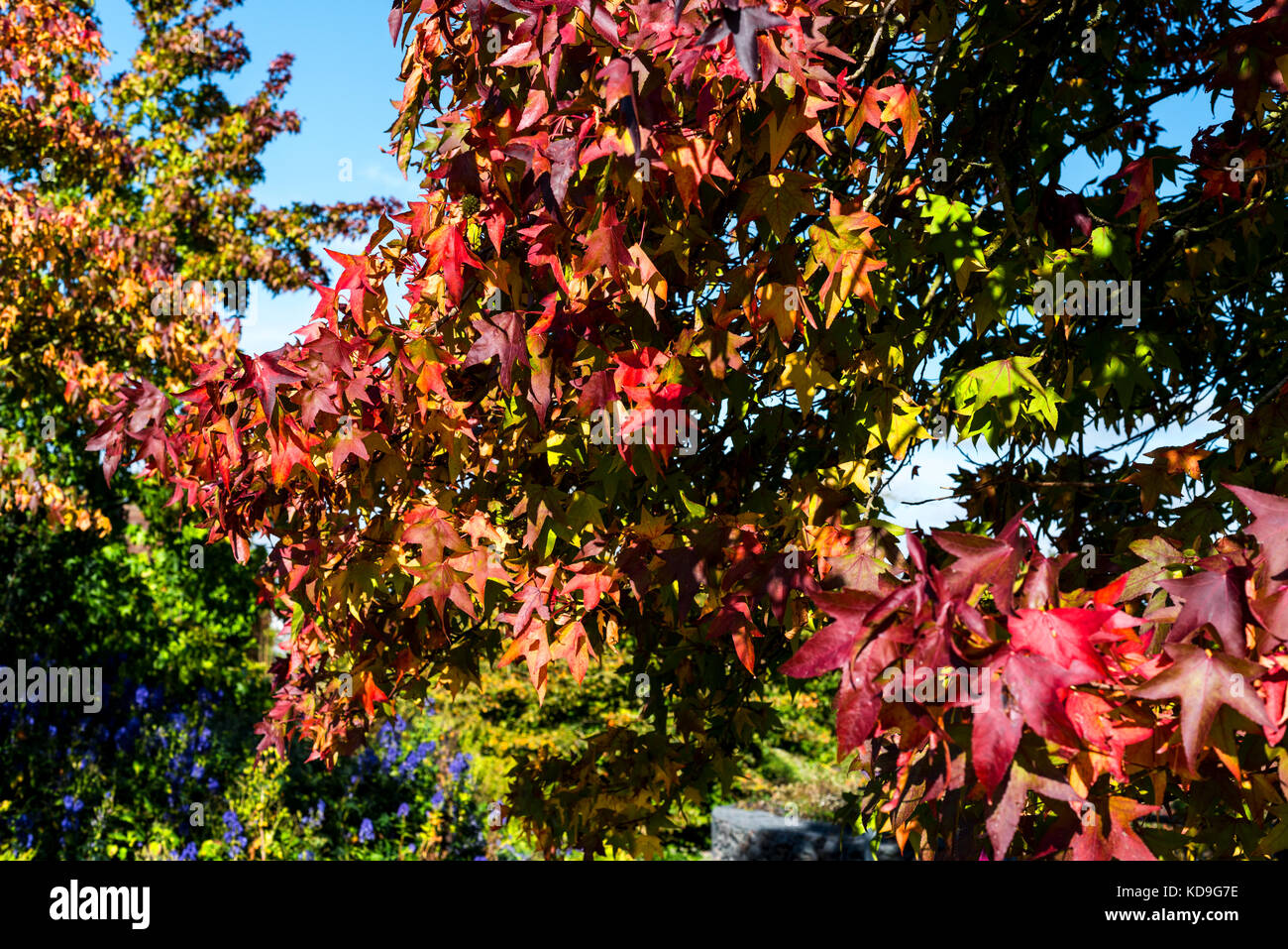 Liquidambar styraciflua,autumn colour red orange foliage Stock Photo