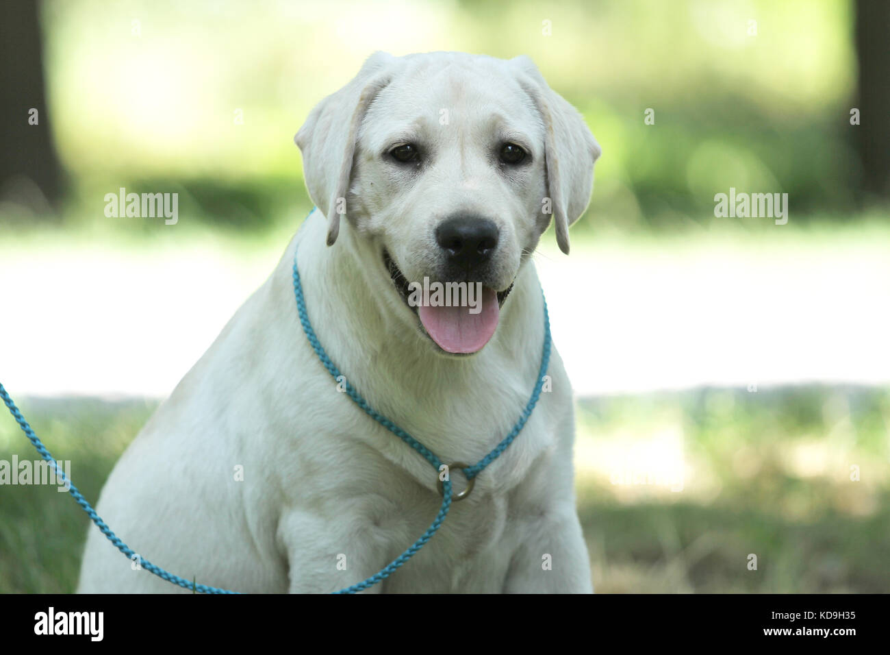 a little yellow labrador puppy sitting in the park Stock Photo - Alamy