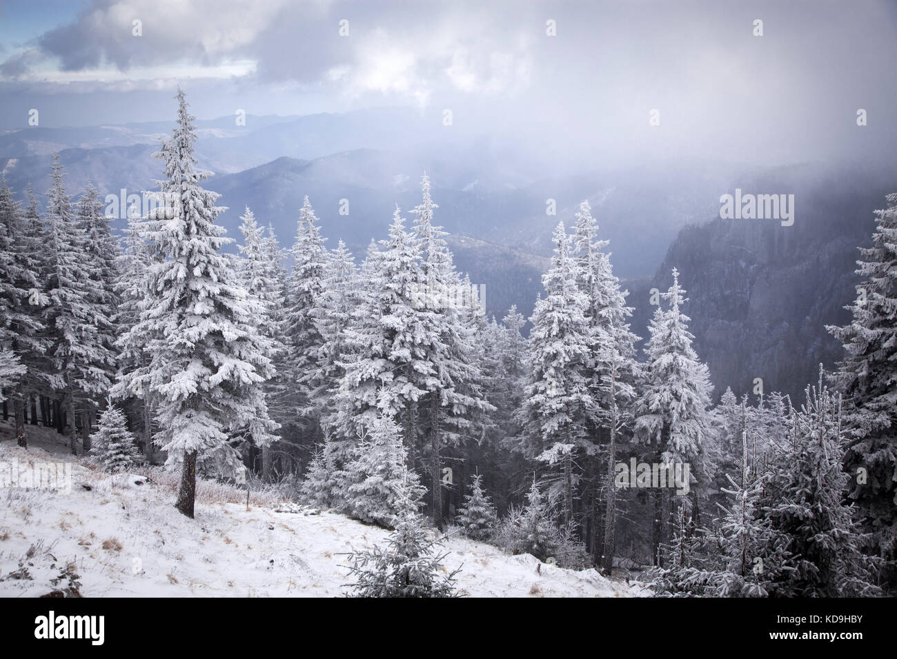 winter landscape with snowy fir trees in the mountains Stock Photo - Alamy