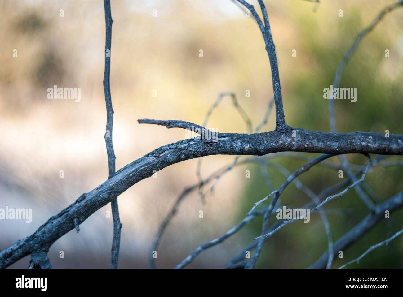 Dry tree branches Stock Photo Alamy