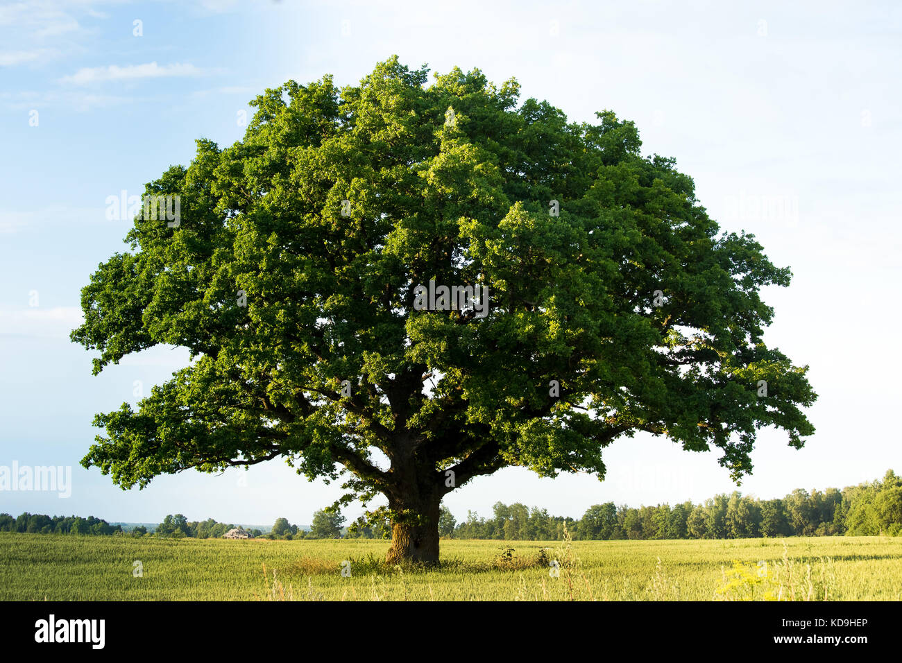 Green oak tree in the field Stock Photo - Alamy