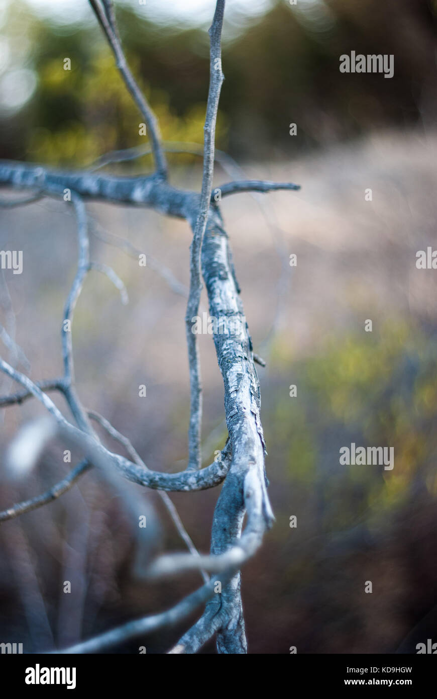 Dry tree branches Stock Photo Alamy