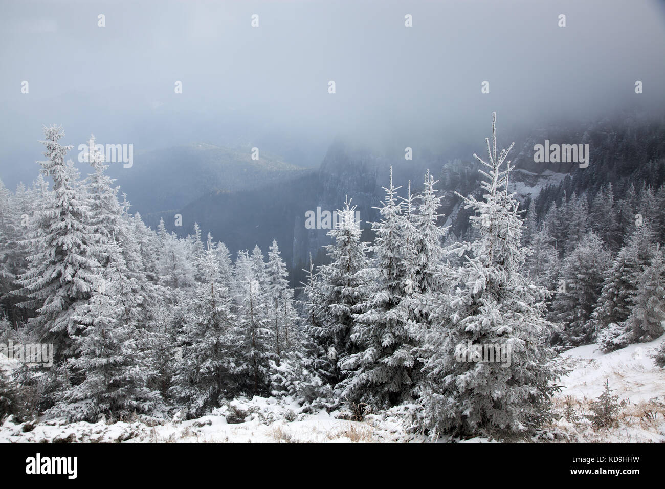 winter landscape with snowy fir trees in the mountains Stock Photo - Alamy