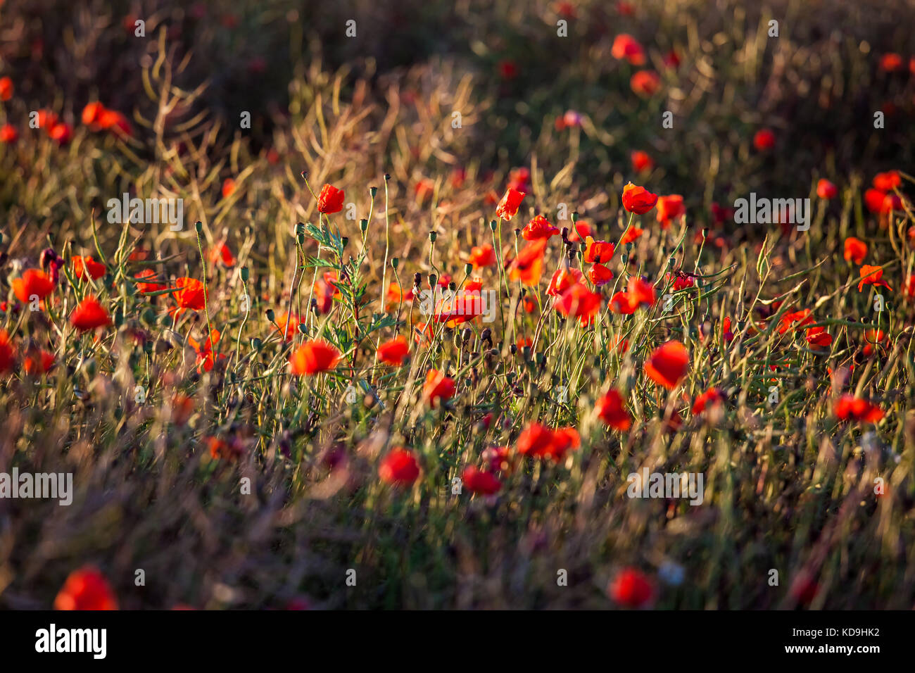 Red poppy field Stock Photo