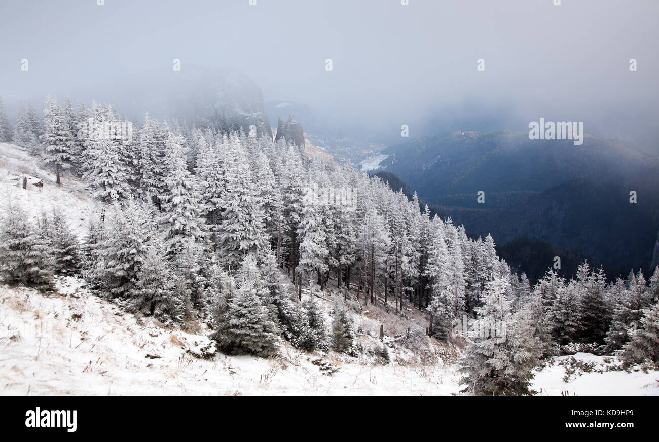 winter landscape with snowy fir trees in the mountains Stock Photo - Alamy