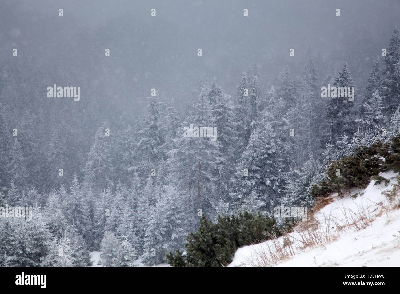 winter landscape with snowy fir trees in the mountains Stock Photo - Alamy