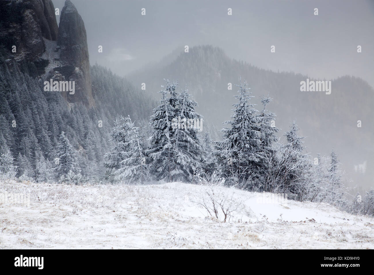winter landscape with snowy fir trees in the mountains Stock Photo - Alamy