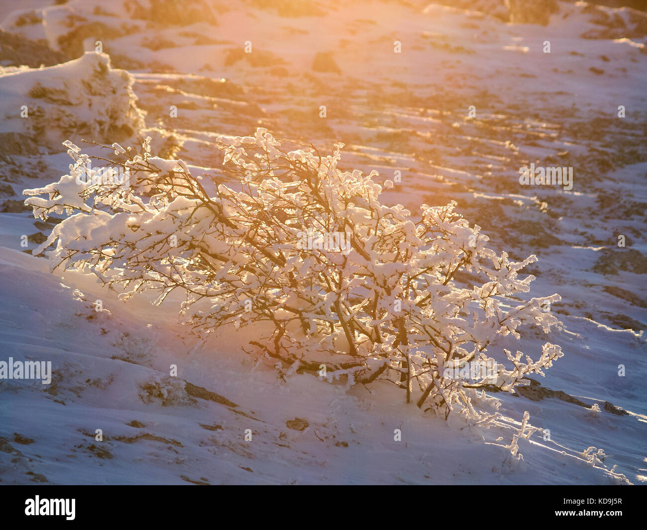 Frost covered plant sunset hi-res stock photography and images - Alamy