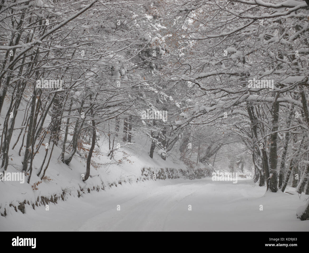 Snow-covered road under the arch of snow-cowered branches of trees ...