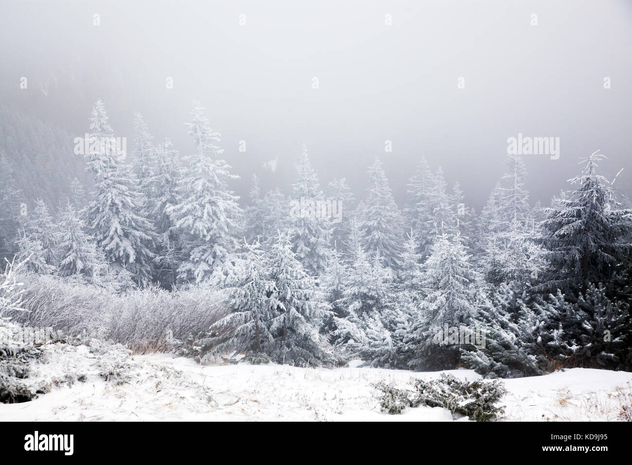 winter landscape with snowy fir trees in the mountains Stock Photo - Alamy