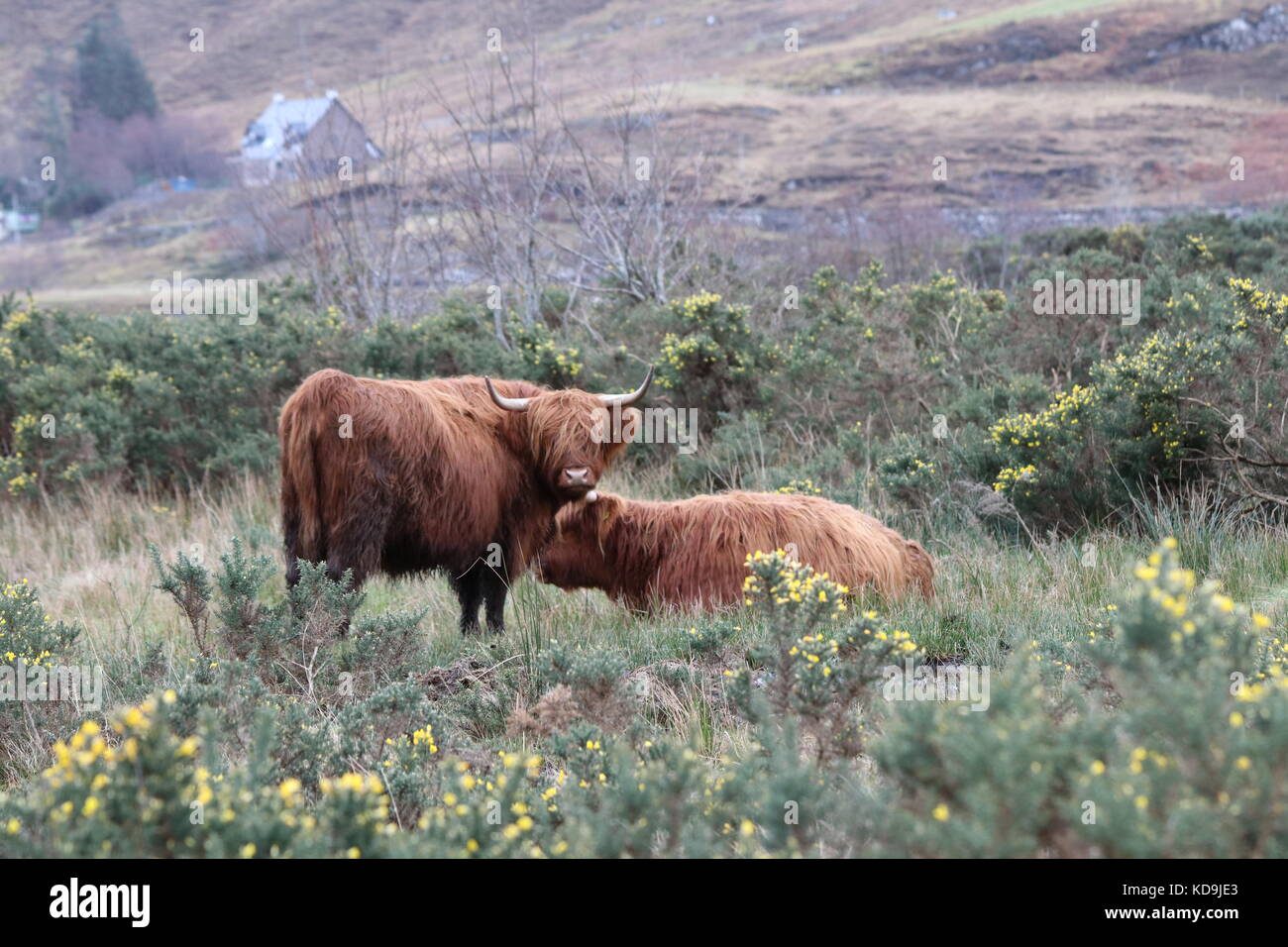 Highland cattle in Scotland, Highlands Stock Photo - Alamy