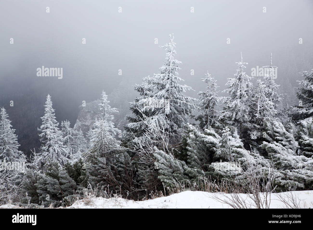 winter landscape with snowy fir trees in the mountains Stock Photo - Alamy