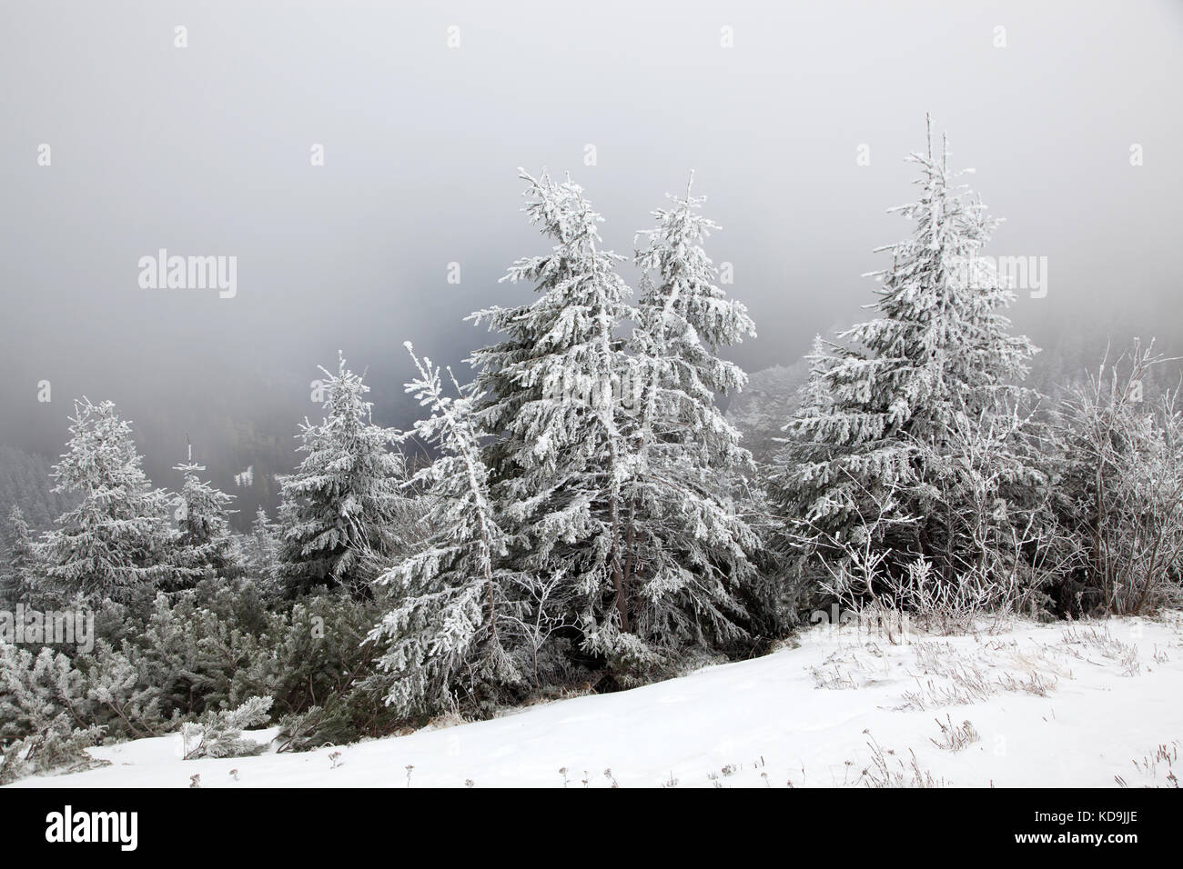 winter landscape with snowy fir trees in the mountains Stock Photo - Alamy