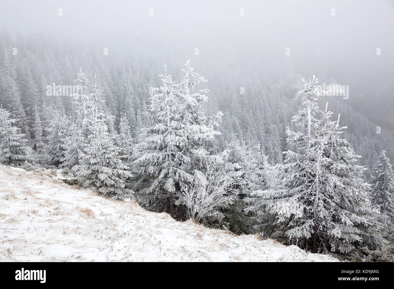 winter landscape with snowy fir trees in the mountains Stock Photo - Alamy