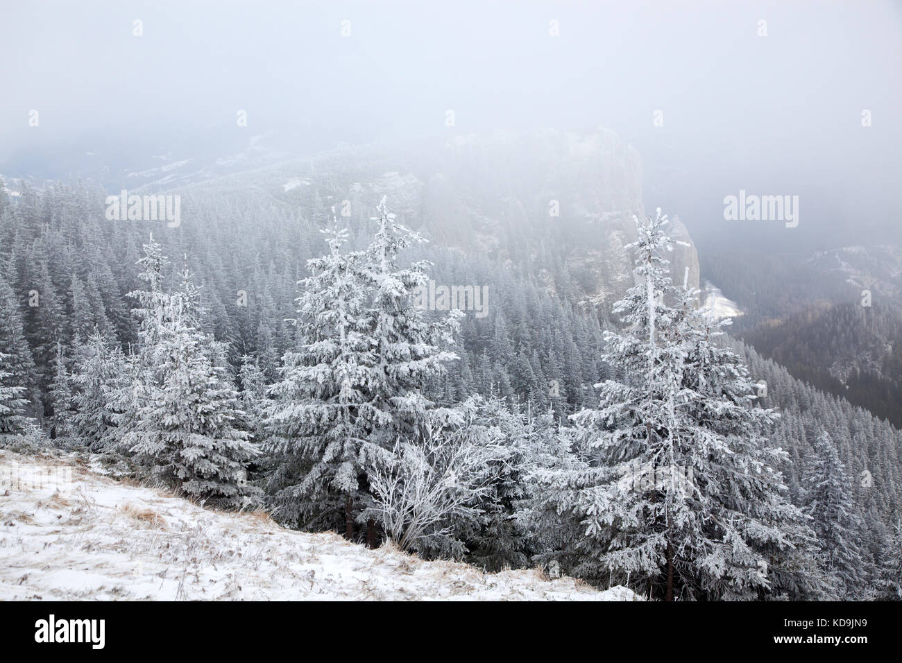 winter landscape with snowy fir trees in the mountains Stock Photo - Alamy