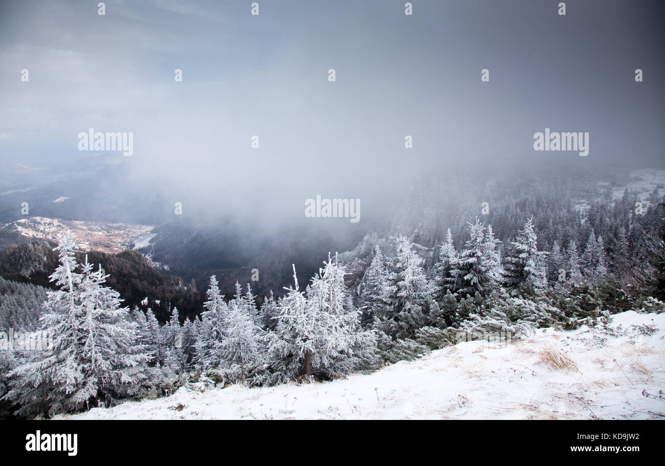 winter landscape with snowy fir trees in the mountains Stock Photo - Alamy