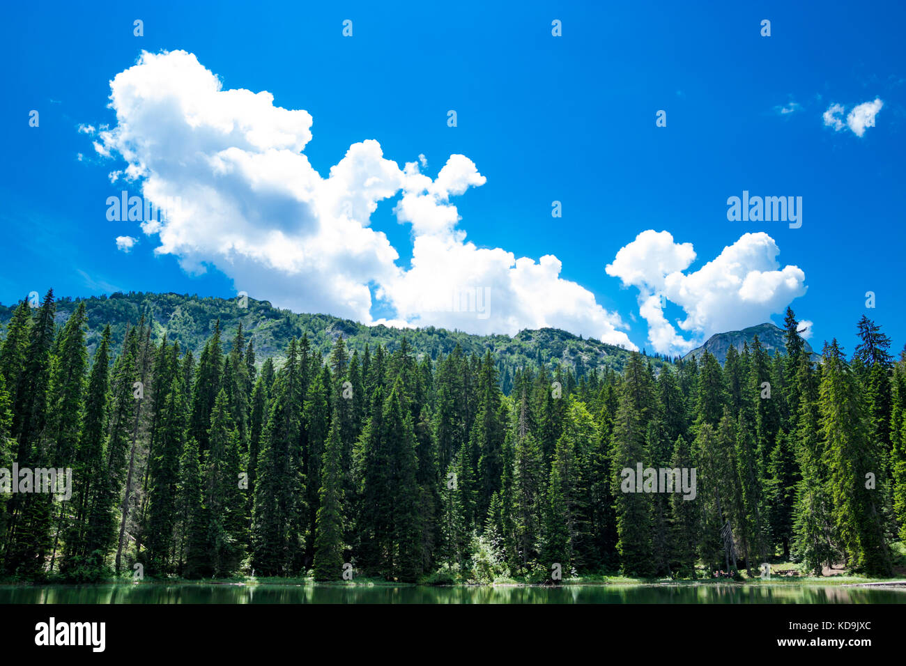 Coniferous forest and Black lake Stock Photo - Alamy