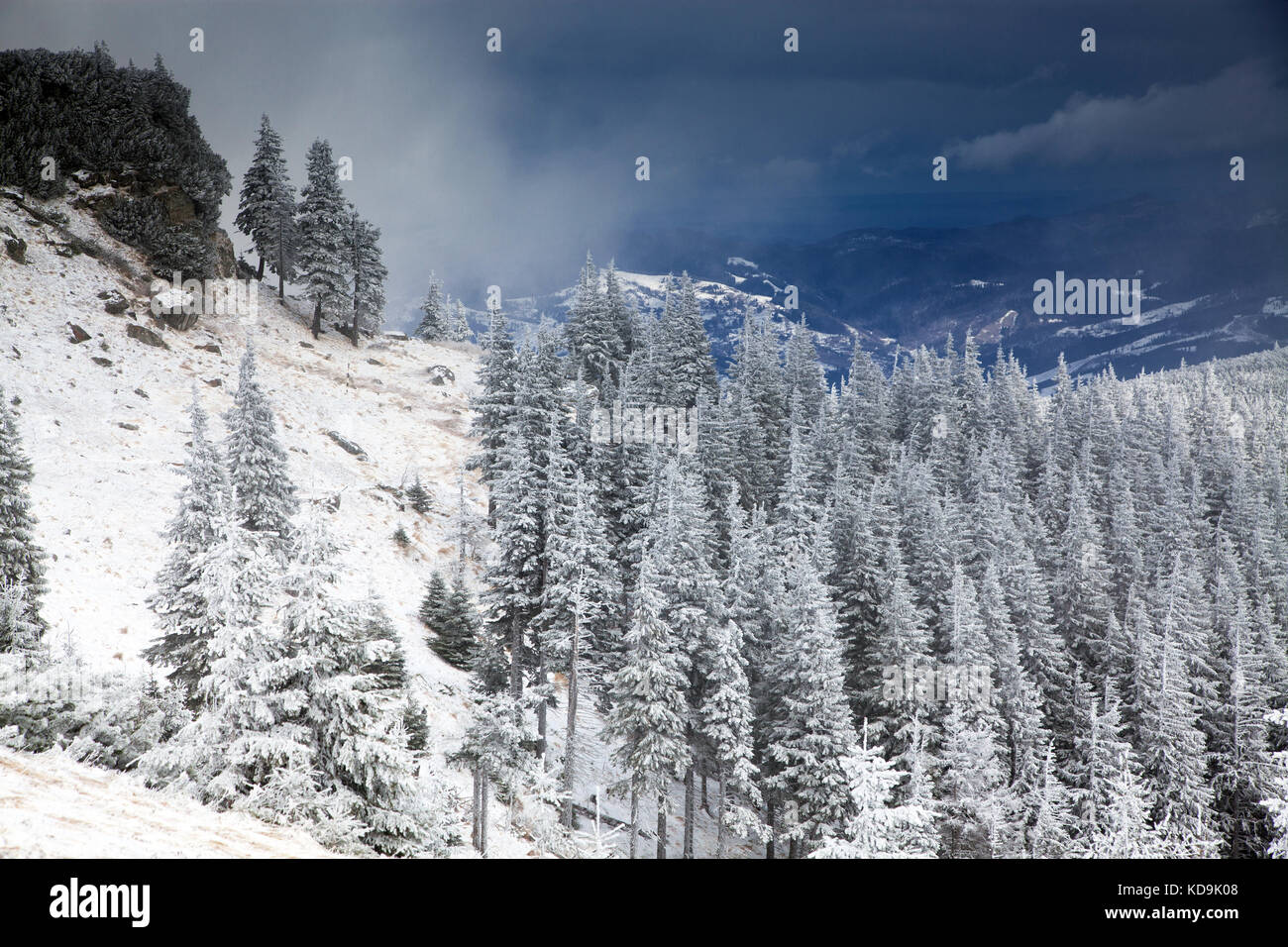 winter landscape with snowy fir trees in the mountains Stock Photo - Alamy