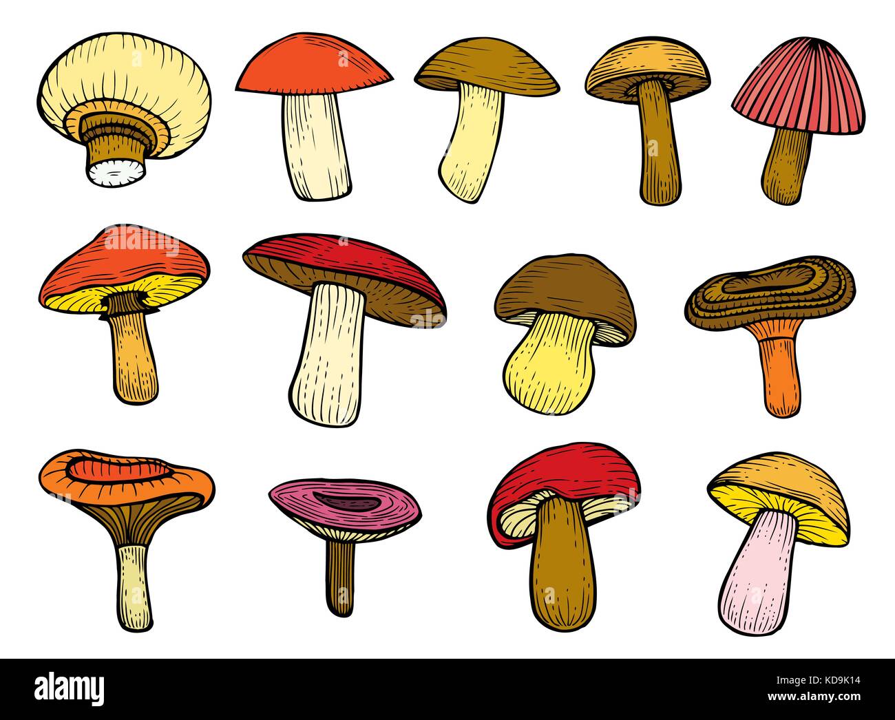 Set of Forest mushrooms - hand drawn vector colorful sketch. Collection