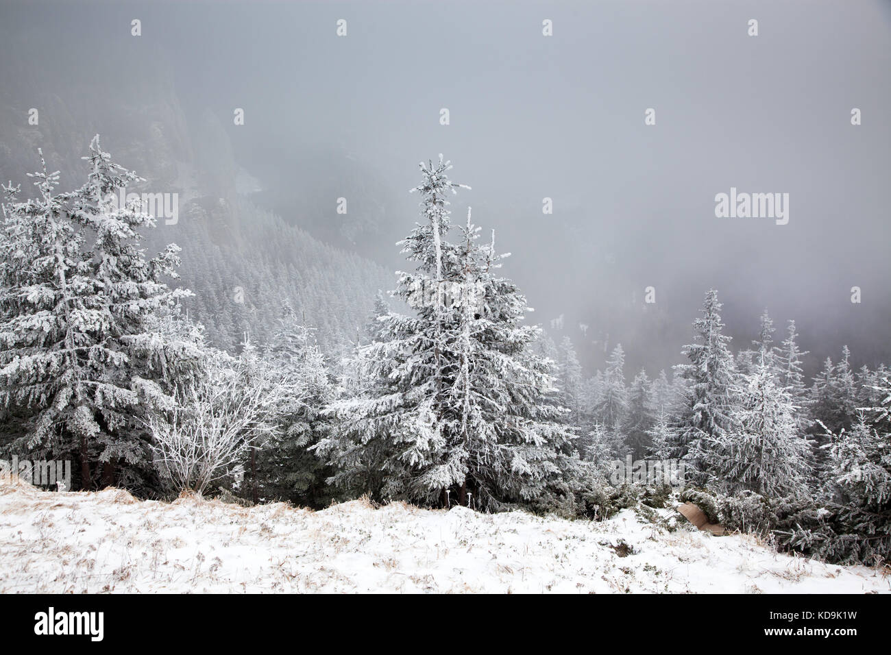 winter landscape with snowy fir trees in the mountains Stock Photo - Alamy