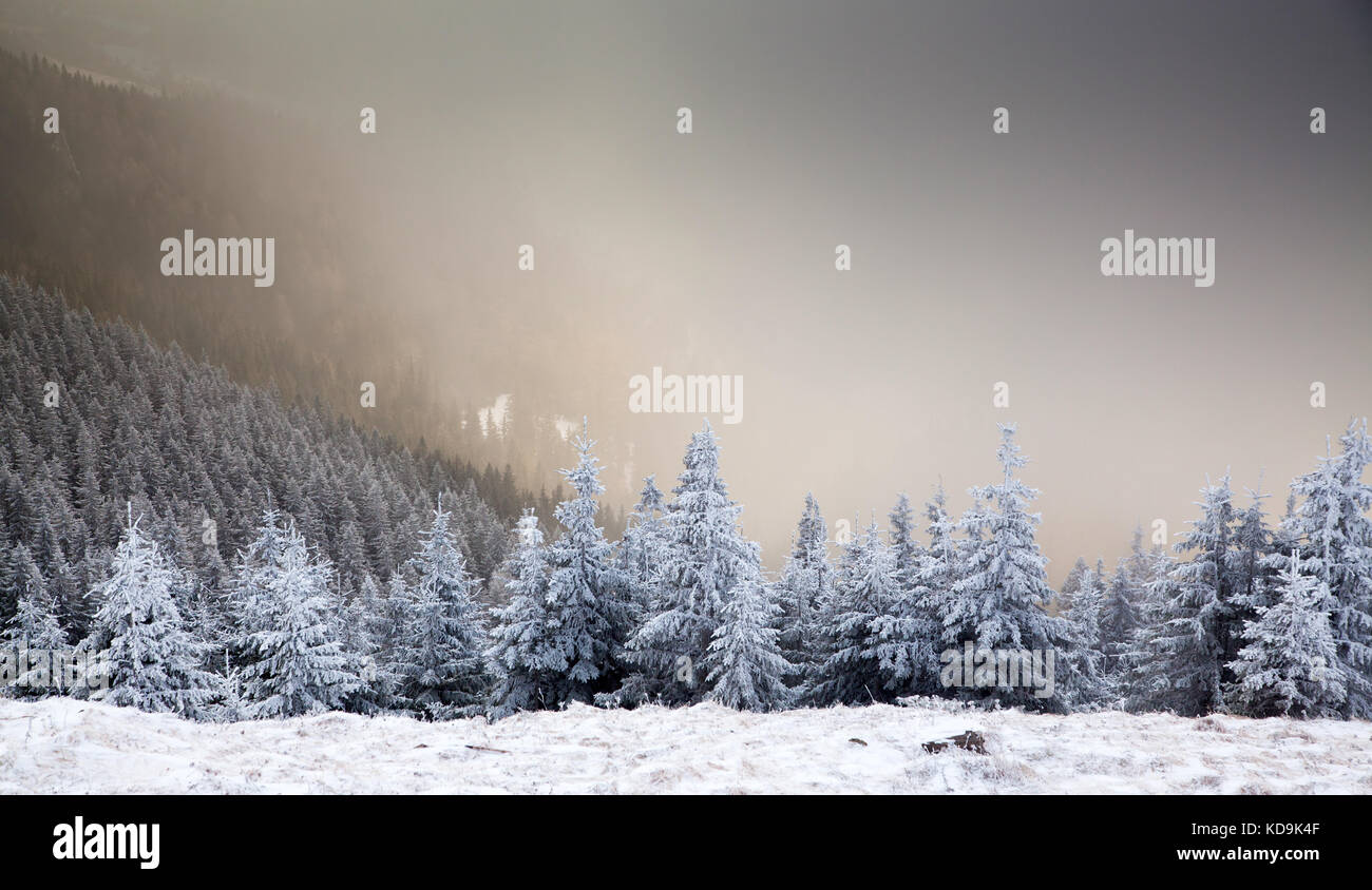 winter landscape with snowy fir trees in the mountains Stock Photo - Alamy