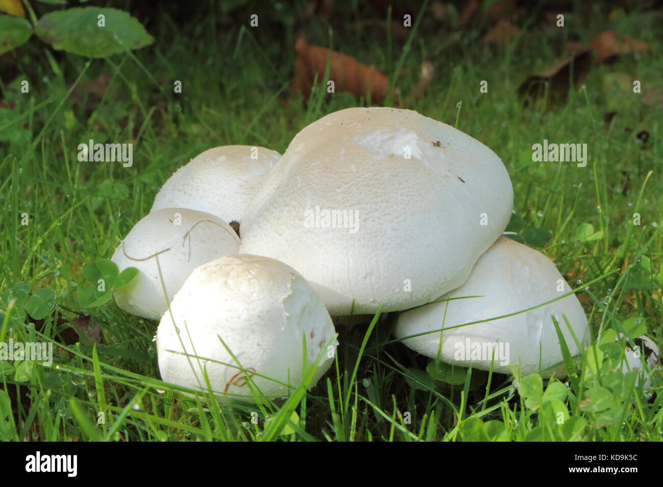 Field mushrooms in grass in a garden during autumn Stock Photo Alamy