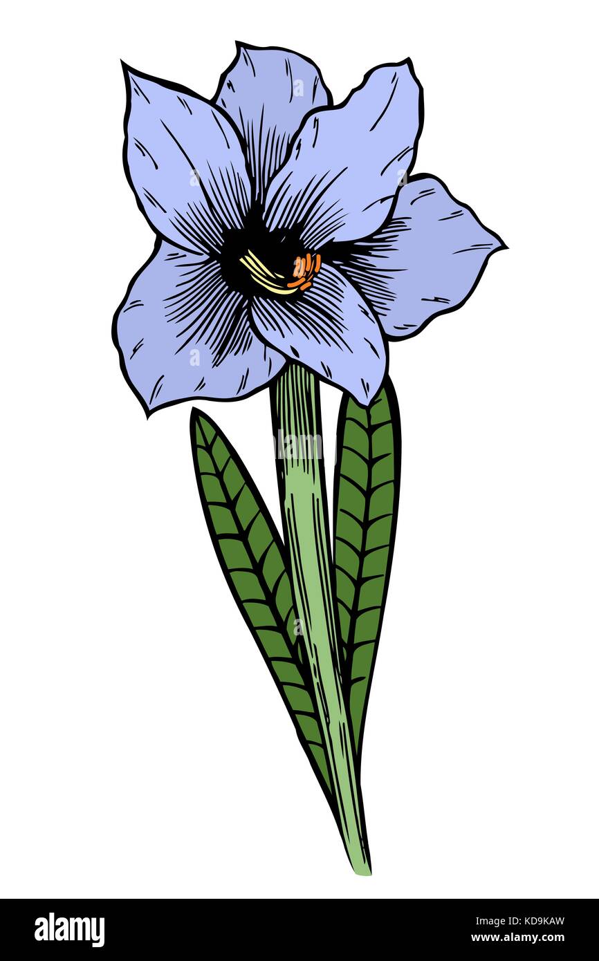 Blue Lily flowers. Vector illustration, isolated on white Stock Vector  Image \u0026 Art - Alamy, image size:866x1390