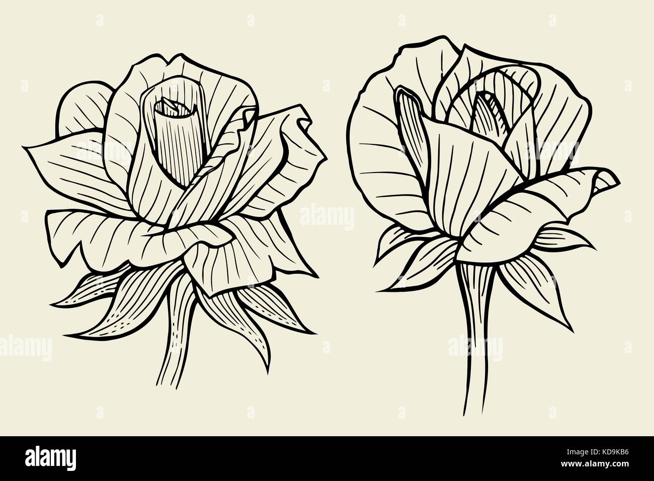 Hand drawn flower set, rose collection. Vector illustration Stock ...