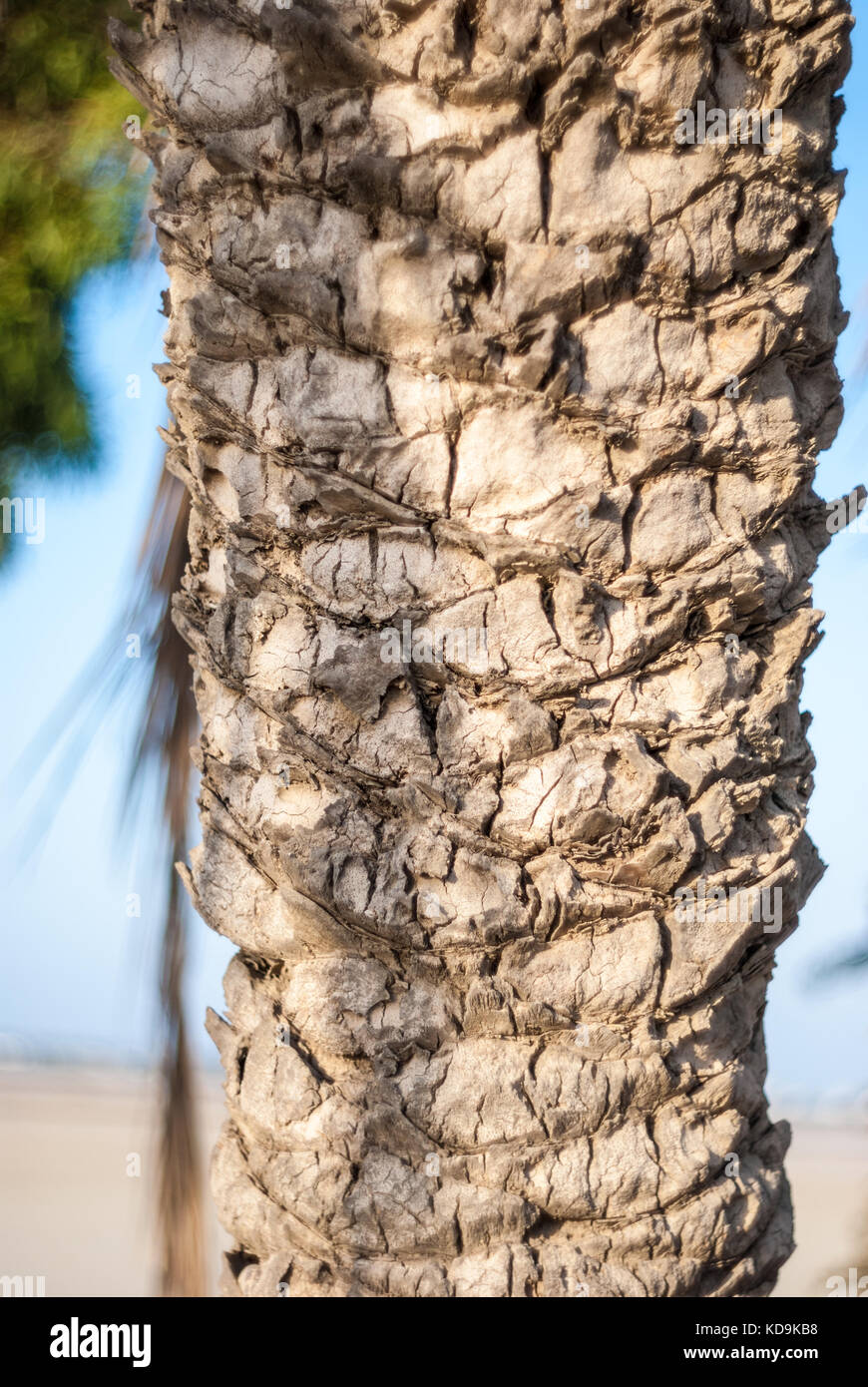 Date palm tree trunk Stock Photo - Alamy