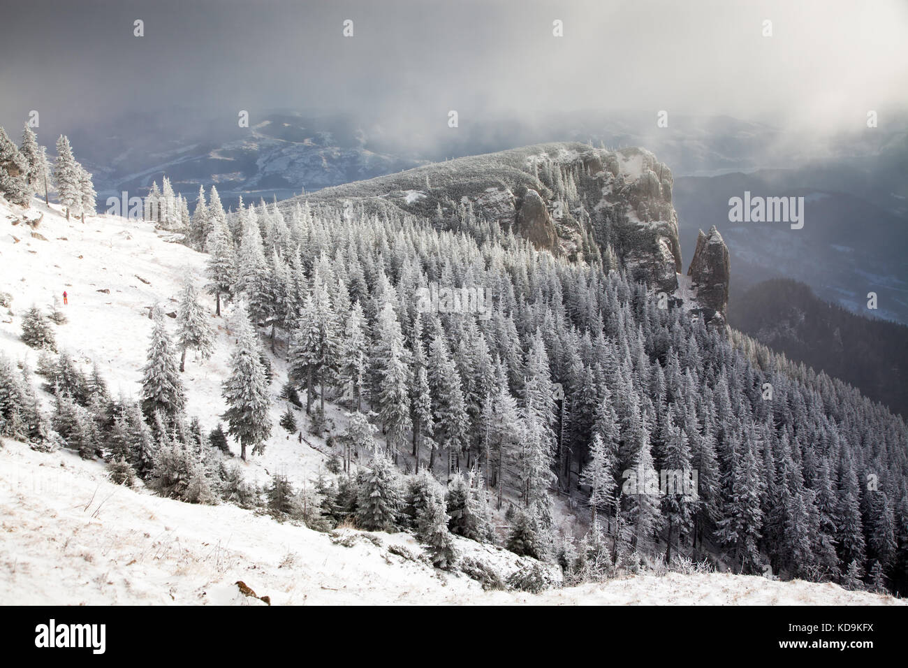 winter landscape with snowy fir trees in the mountains Stock Photo - Alamy