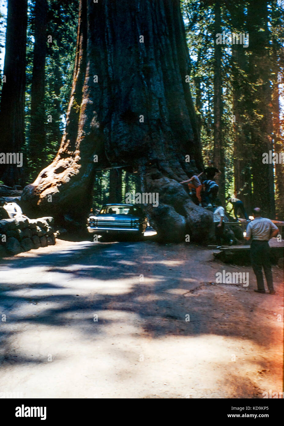 drive through California redwood tree Stock Photo