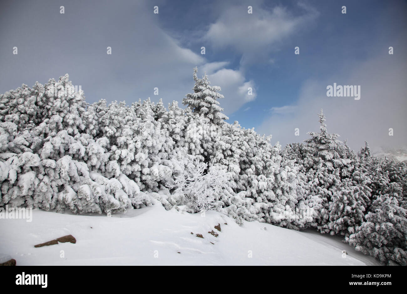 winter landscape with snowy fir trees in the mountains Stock Photo - Alamy