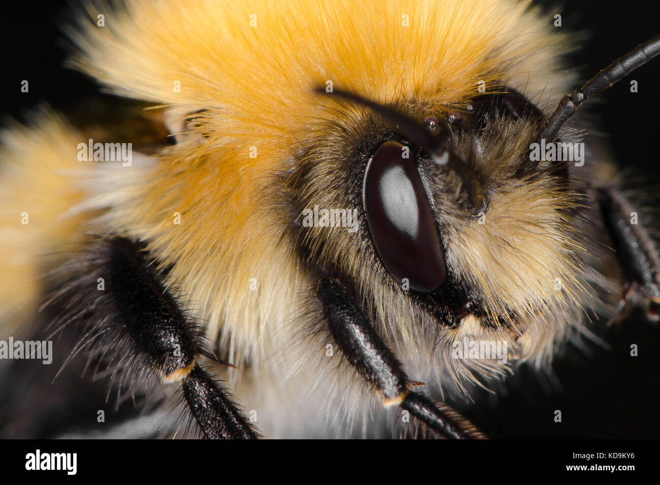 Bumblebee eyes hires stock photography and images Alamy