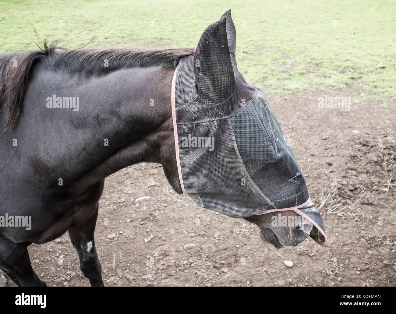 Mask horse hires stock photography and images Alamy