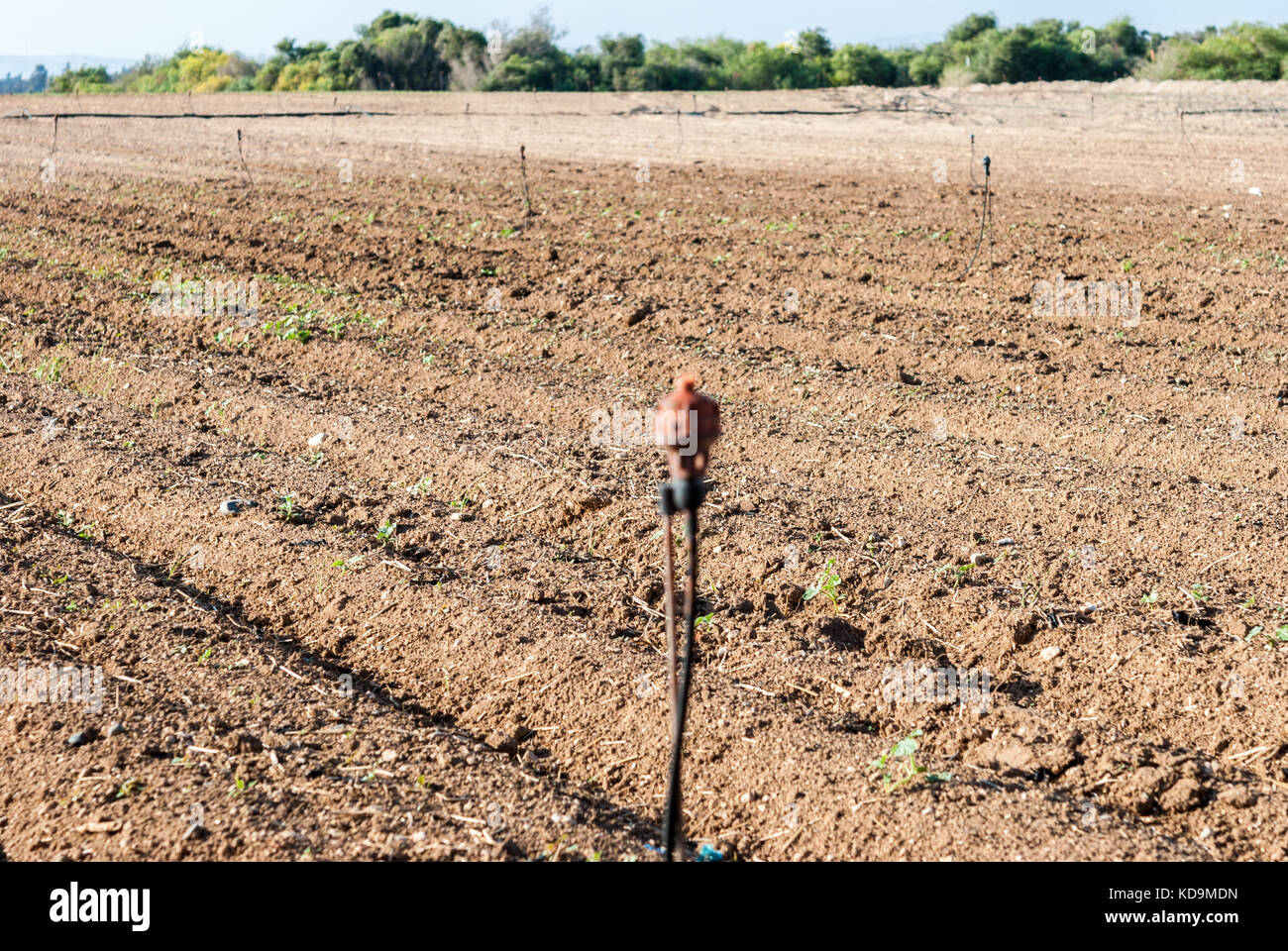 Sprinkler field irrigation system on agricultural land Stock Photo - Alamy