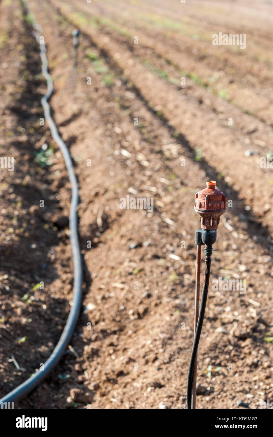 Sprinkler field irrigation system on agricultural land Stock Photo - Alamy
