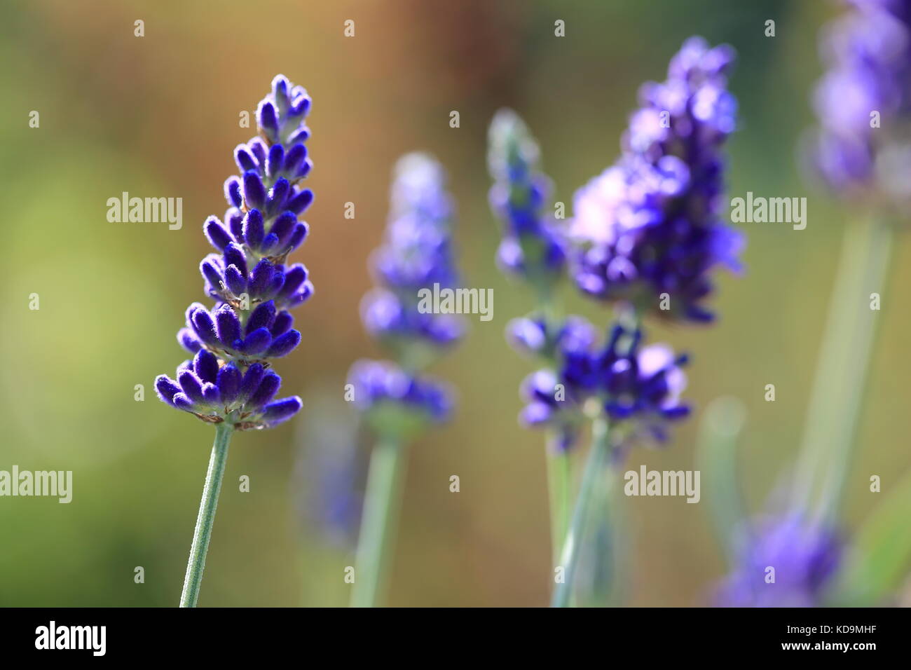 Macro photo of blue lavender in garden on a summer day. Stock Photo