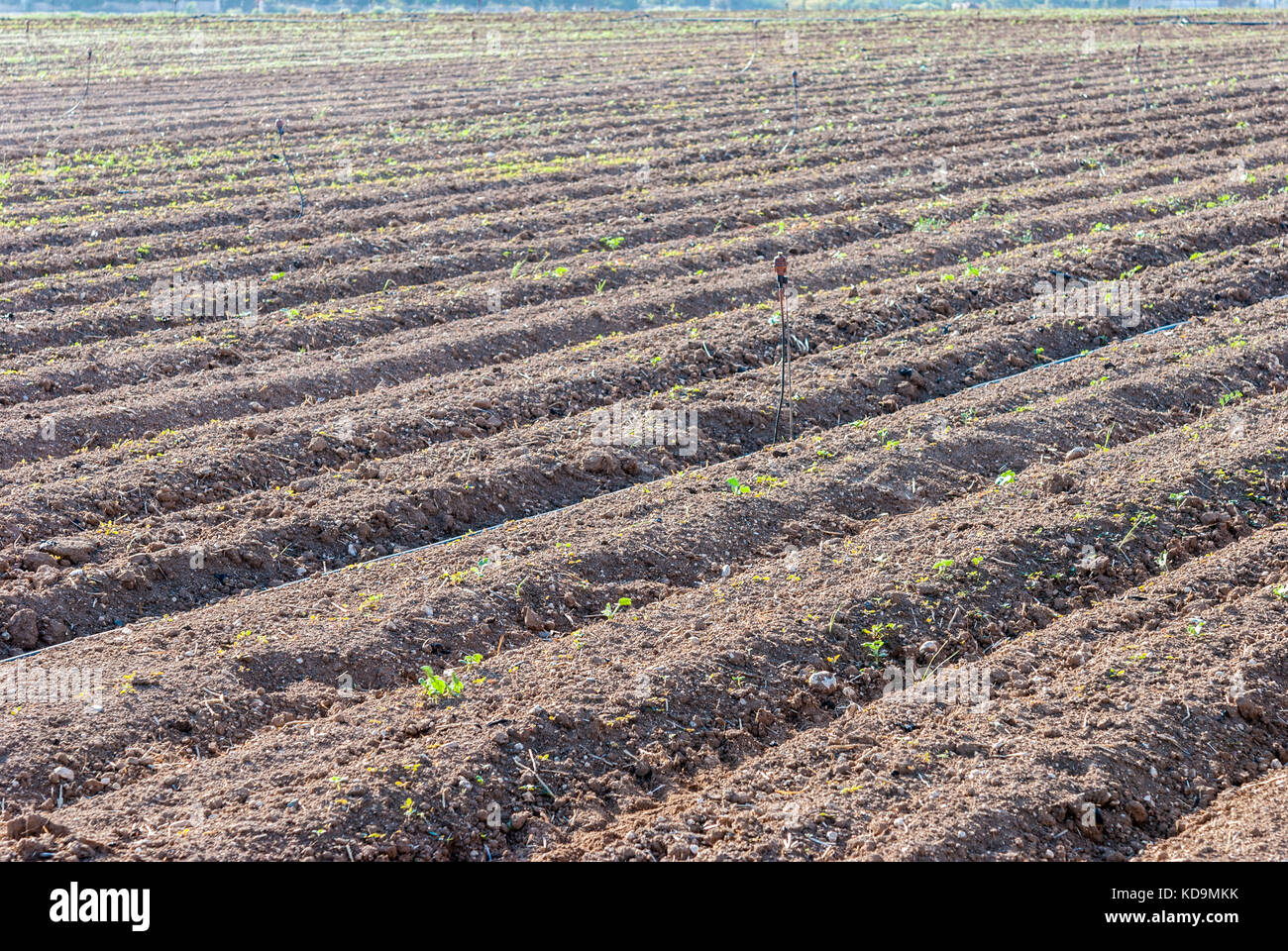 Sprinkler field irrigation system on agricultural land Stock Photo - Alamy