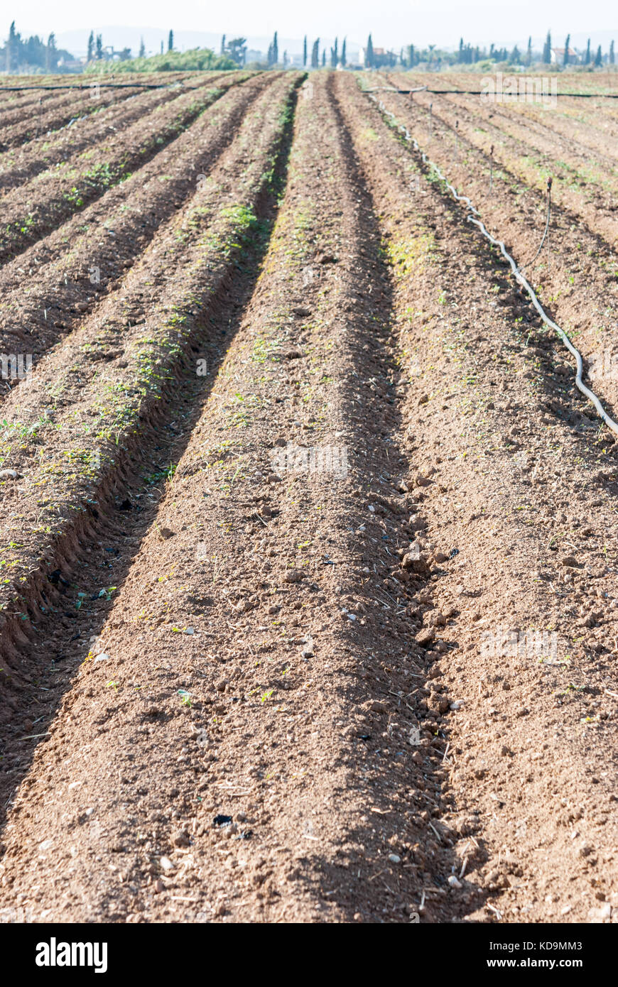 Sprinkler field irrigation system on agricultural land Stock Photo - Alamy